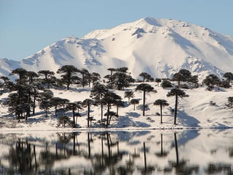  Araucarias: the symbol of Neuquén