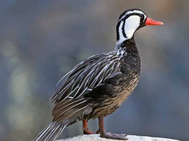 ARGENTINA: 1000 SPECIES IN RELATION TO THE 9000 EXISTING IN THE WORLD