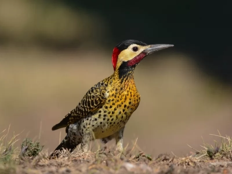 Birding Argentina