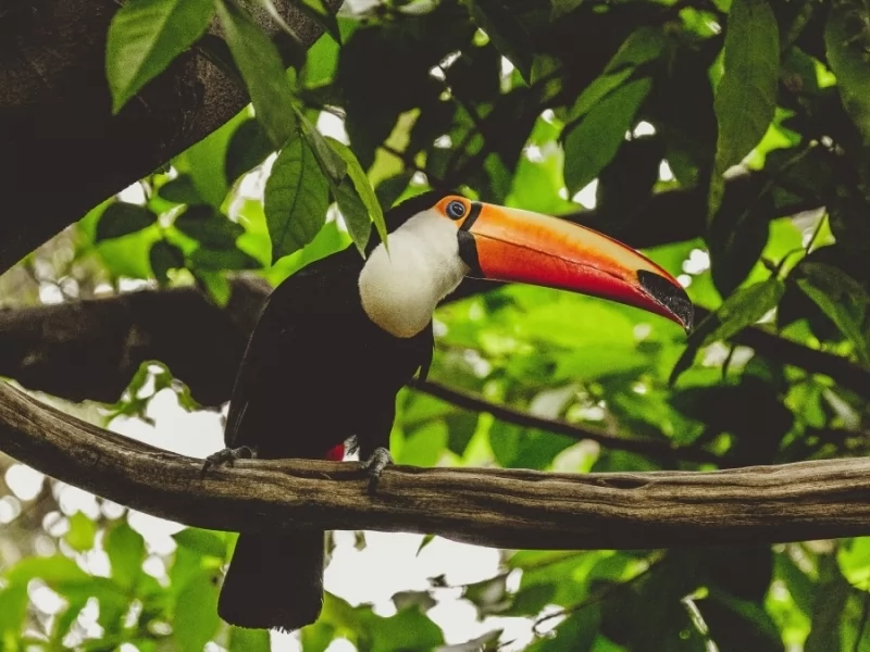 THE BEST PLACES IN ARGENTINA FOR BIRD WATCHING