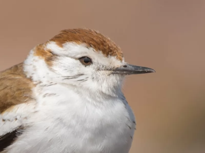 MEET THE FIVE MOST DIFFICULT BIRDS TO PHOTOGRAPH IN CÓRDOBA