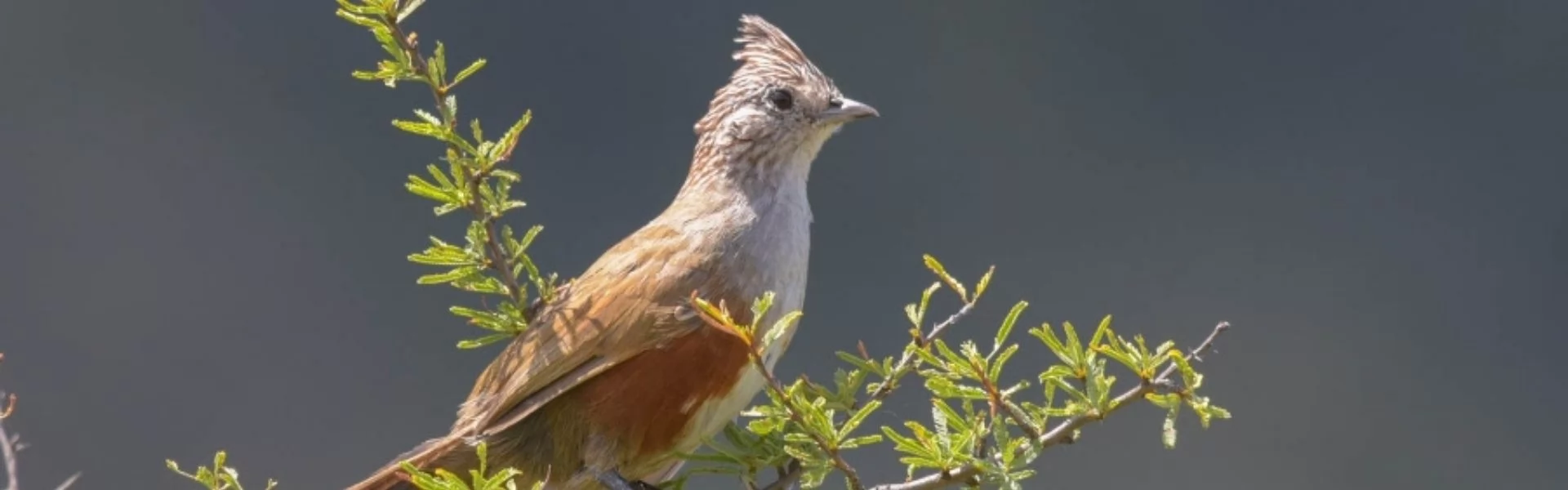 BIRDING IN CORDOBA